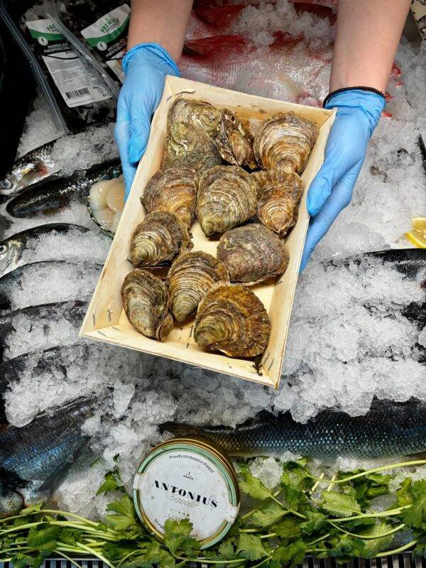 Ostryga Flat Organic – Francja